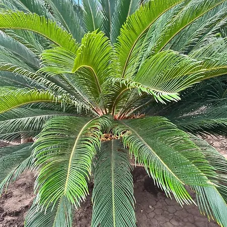 просторни анастасия -балчик с морска гледка Appartamento Balchik