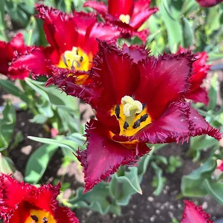 просторни анастасия -балчик с морска гледка Balchik