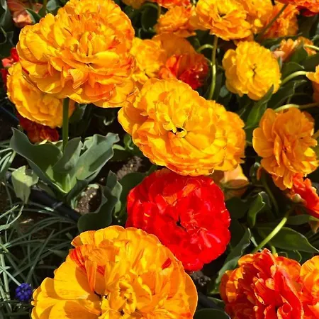 просторни анастасия -балчик с морска гледка דירה *