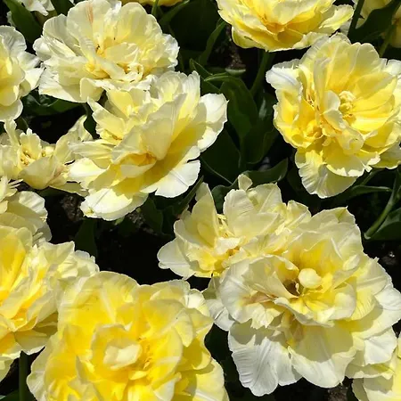 דירה просторни анастасия -балчик с морска гледка בלצ'יק