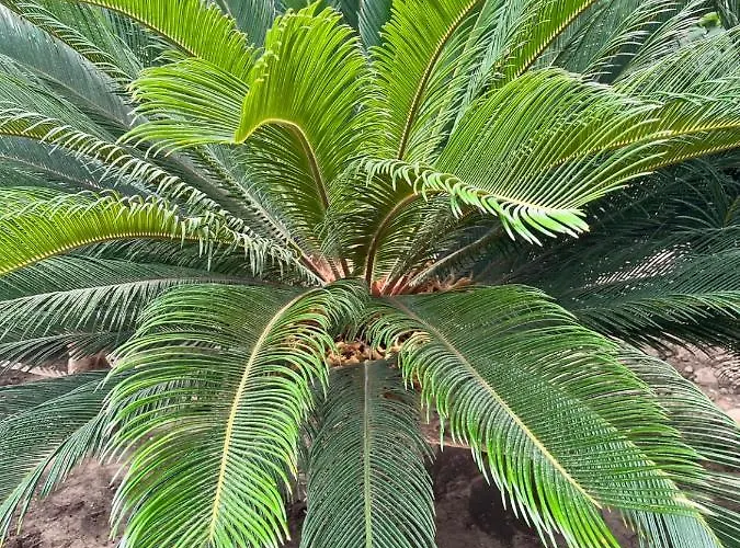 просторни анастасия -балчик с морска гледка Lägenhet Baltjik