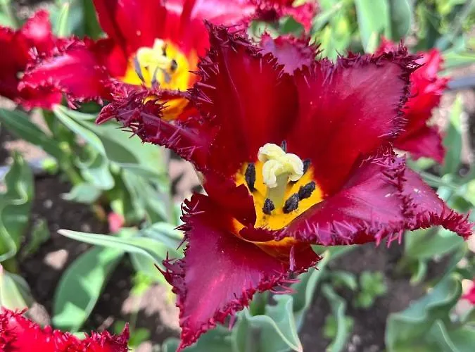 просторни анастасия -балчик с морска гледка Baltjik