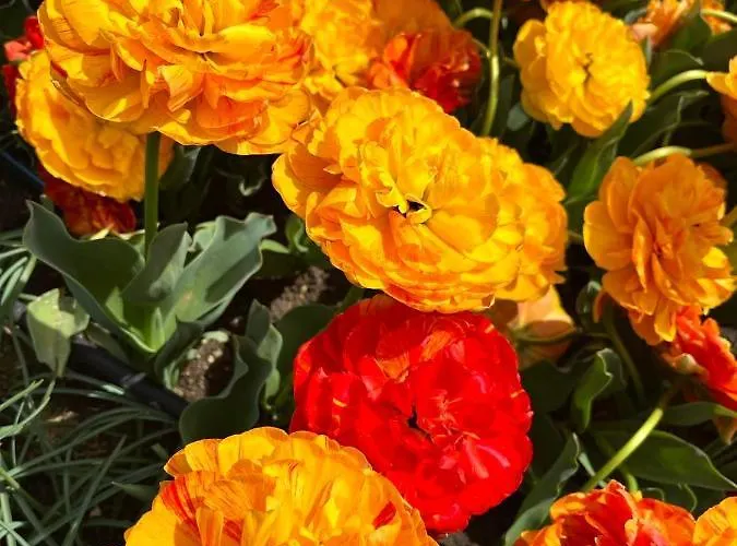 просторни анастасия -балчик с морска гледка Lägenhet *