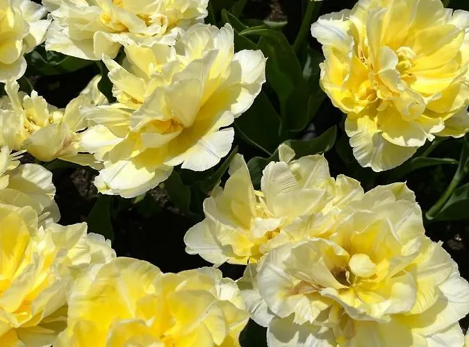 Lägenhet просторни анастасия -балчик с морска гледка Baltjik